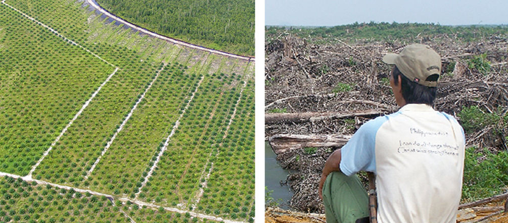 Ölpalmplantagen vernichten Regenwälder und die Lebensgrundlage der Menschen 2 Fotos. Links: Palmölplantage und ein Stück Regenwald. Rechts: Ein Mann schaut auf sein verwüstetes Land