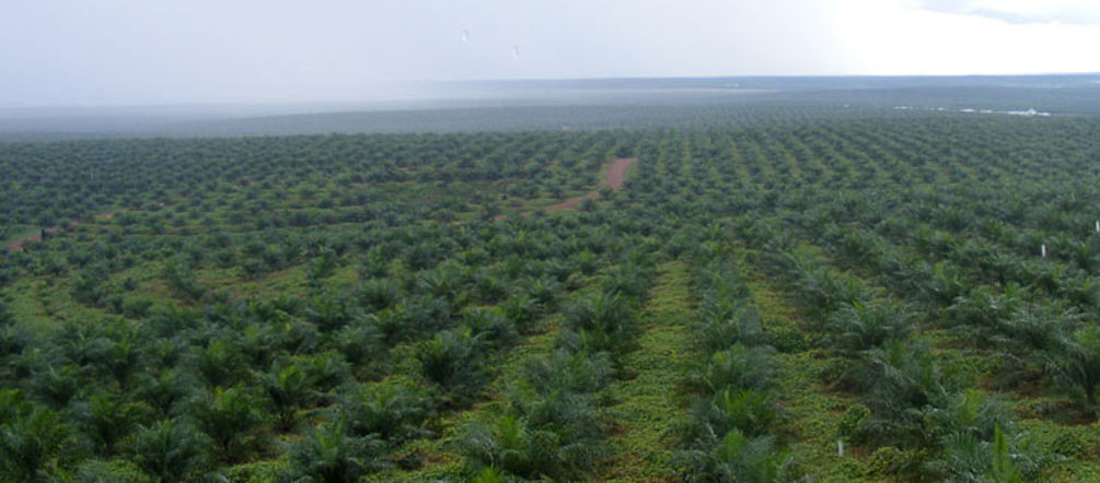 Ölpalmsetzlinge auf Plantage in Indonesien