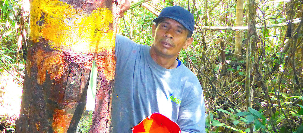 Klarmachen, wo die Grenzen liegen - ein Kleinbauer bei der Markierung des geschützten Gebietes Ein Mann markiert einen Baum im Regenwald mit Farbe