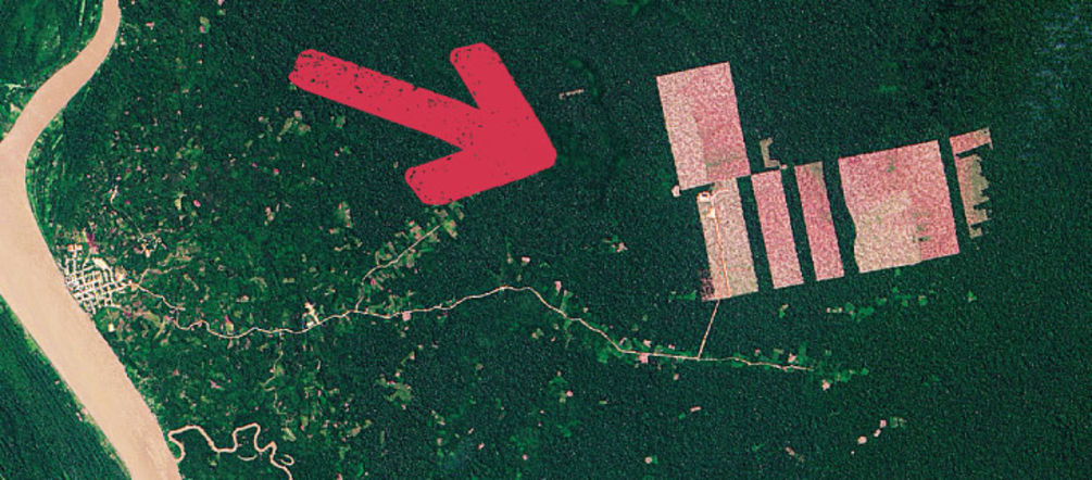 Die in Frage kommenden Regenwald-Grundstücke liegen zwischen dem Amazonas-Dorf Tamshiyacu (links) und den Rodungen (Pfeil rechts) Das Satelliten-Bild zeigt Tamshiyacu am Amazonas und die Rodungen mitten im Urwald