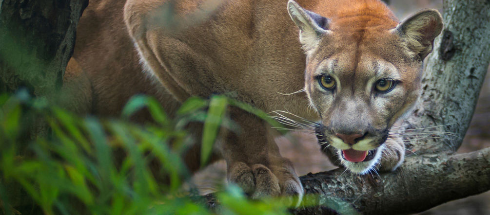 Puma Puma auf Ast in Amerika