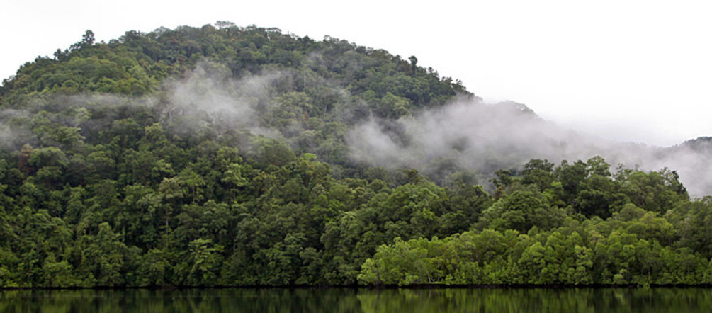 Für Motorsägen tabu: Gericht verbietet KLK, in Papua Neuguinea 38.350 Hektar Regenwald für Palmöl-Plantagen zu opfern Ein See, an dessen Ufer Regenwald wächst, mit Nebelschwaden