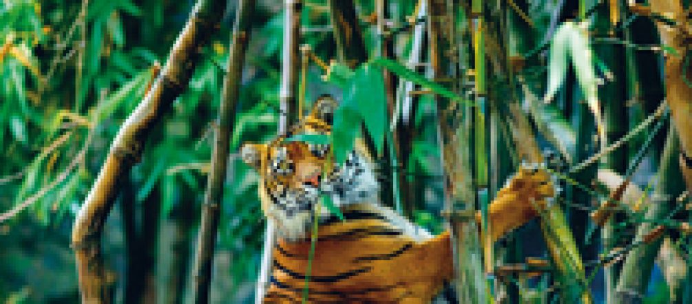Die Stoßzähne des von Wedekind geschossenen Elefanten bilden den Rahmen für das makabre Jagdfoto Sumatra-Tiger im Regenwald