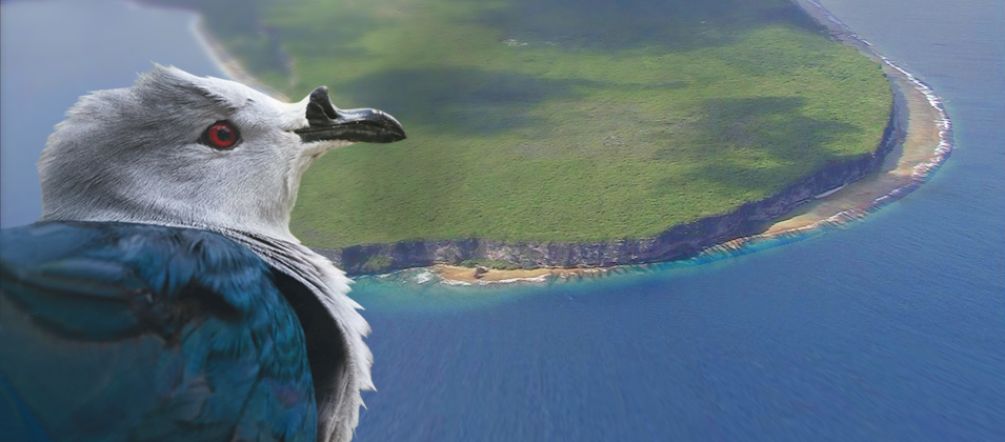 Tahiti-Taube vor dem Makatea-Atoll vor