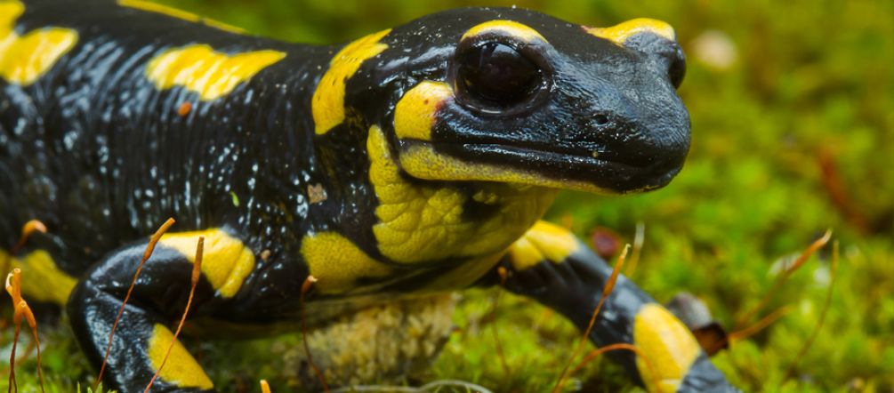 Es gibt Hoffnung für die Feuersalamander: Drei unbestechliche Naturschützer haben bereits Anzeige erstattet und einen Baustopp erwirkt schwarz-gelber Feuersalamander auf Moos