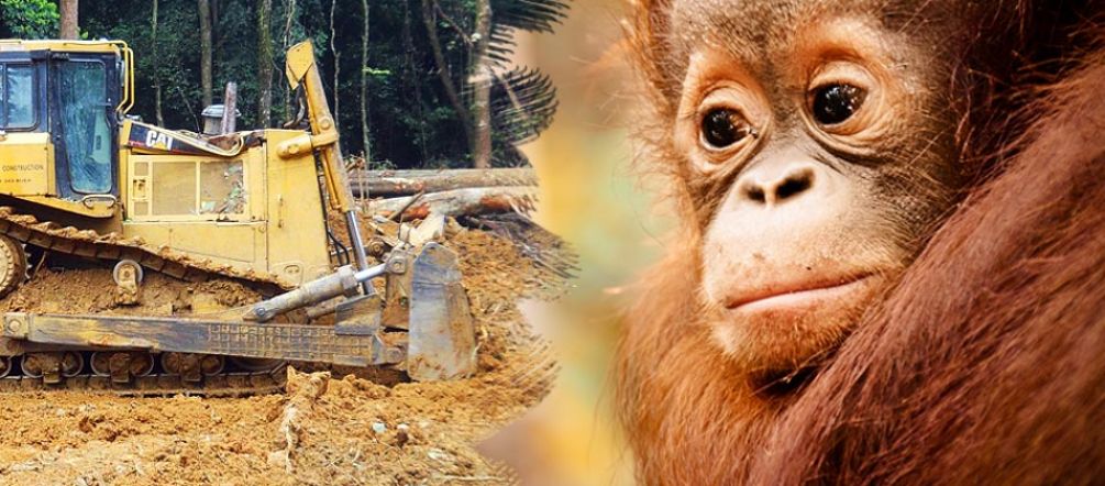 Der Regenwald und Lebensraum der Orang-Utans wird für Palmölplantagen vernichtet Links: Bagger auf einem gerodeten Feld / Rechts: Traurig guckendes Orang-Utan Jungtier