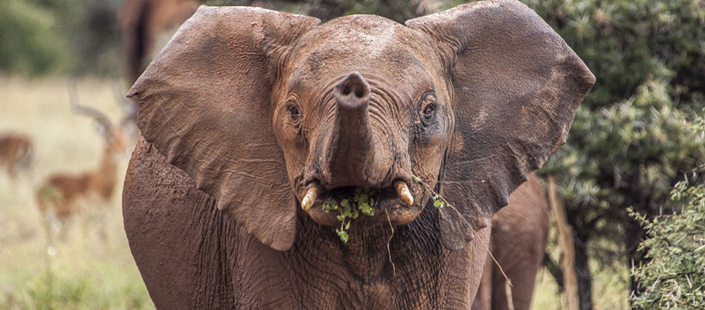 Ein junger Elefant in der Serengeti
