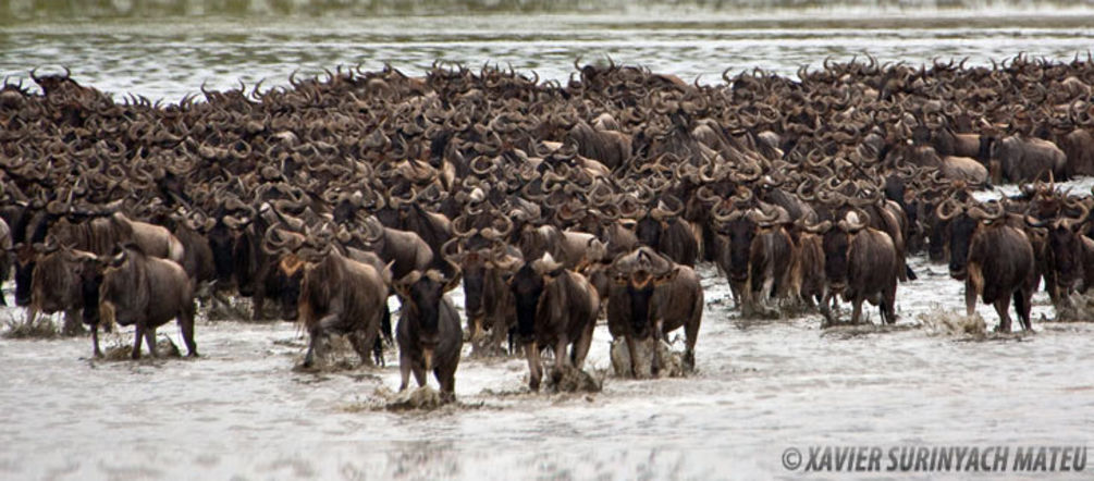 Serengeti ist bedoht Serengeti: Gnus im Wasser