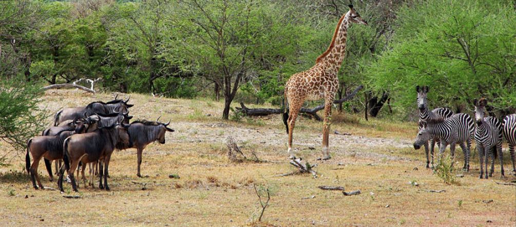 Selous: Die einmalige Tierwelt wird durch Uran-Bergbau gefährdet. Foto: igougo.com Gnus, Giraffe und Zebras stehen an einem Wasserloch im Selous Reservat