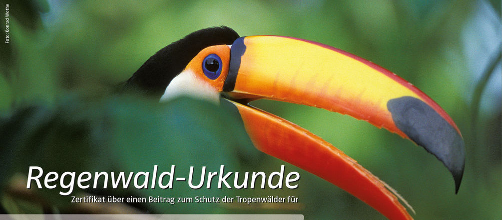 Diese Urkunde erhalten Sie bei einer Spende für den Bergregenwald Urkunde auf dem ein Tukan groß abgebildet ist