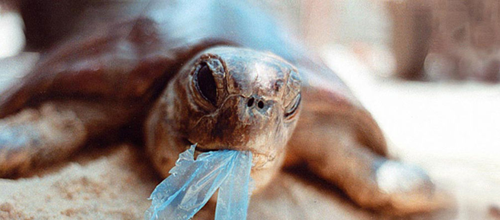 Schon über 90.000 Unterschriften gegen Plastiktüten. Foto: Ron Prendergast Eine Schildkröte frisst eine Plastiktüte
