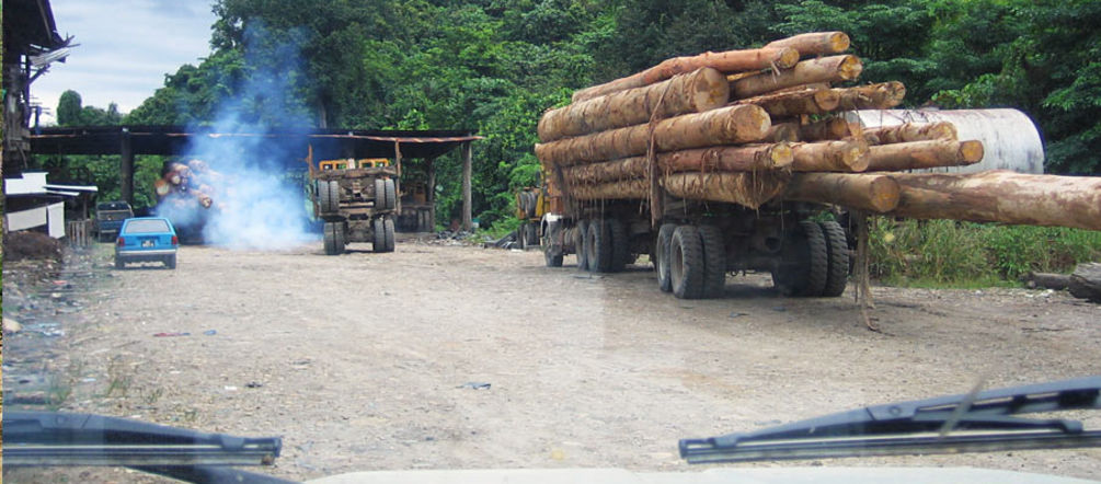 Illegale Waldrodung im malaysischen Bundesstaat Sabah Im malaysischen Bundesstaat Sabah wird illegales Tropenholz auf LKWs abtransportiert