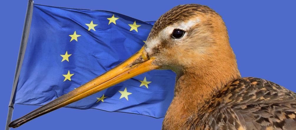 Wiesen werden durch Maisfelder für Biogas verdrängt. Die Vögel sterben aus. Uferschnepfe und EU Flagge