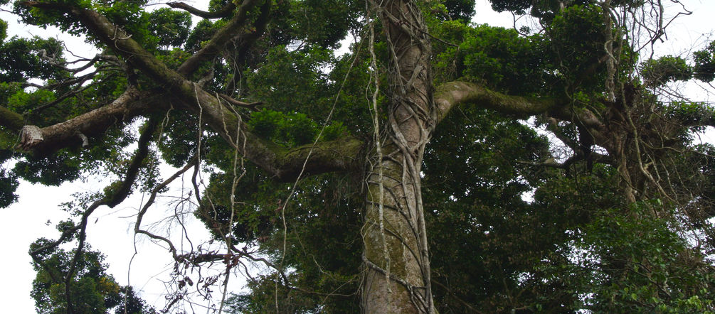 Die Giganten der Wälder brauchen unseren Schutz Krone eines großen Baumes in Nigeria
