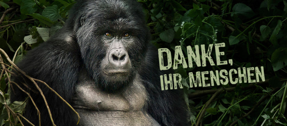 (Foto: Flickr / weesam2010 - Lizenz: CC BY-NC-SA 2.0) Gorilla
