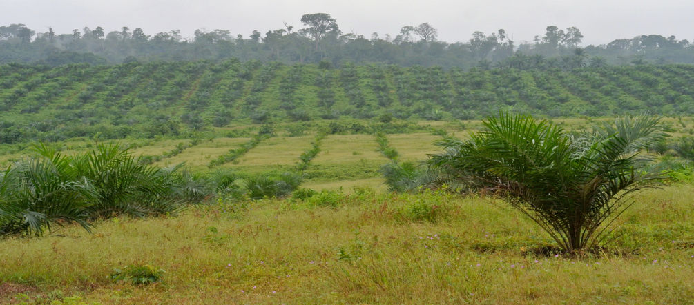 In Nigeria pflanzt der Konzern Wilmar auf Plantagen Ölpalmen an - und vernichtet Regenwald Palmölplantage von Wilmar in Nigeria