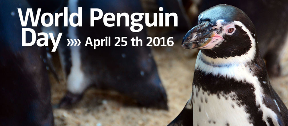 Demo zum Weltpinguintag am Montag, 25.04., in Berlin Plakat World Pinguin Day