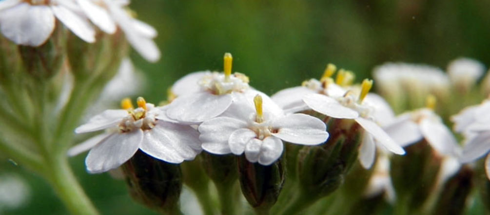 Foto von anemoneprojectors (getting through the backlog) via flickr.com Yarrow (Achillea millefolium)