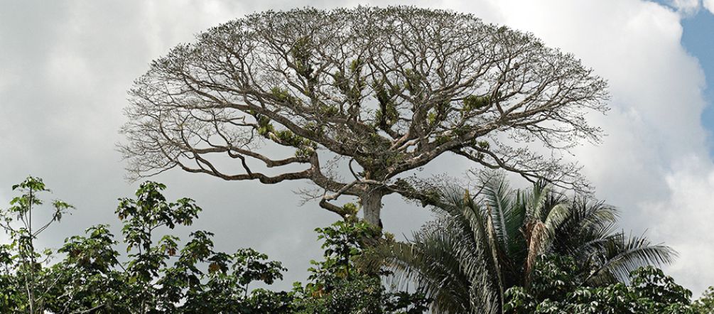 Verteidigen wir den Yasuní! Kronendach im Yasuní-Nationalpark, Ecuador