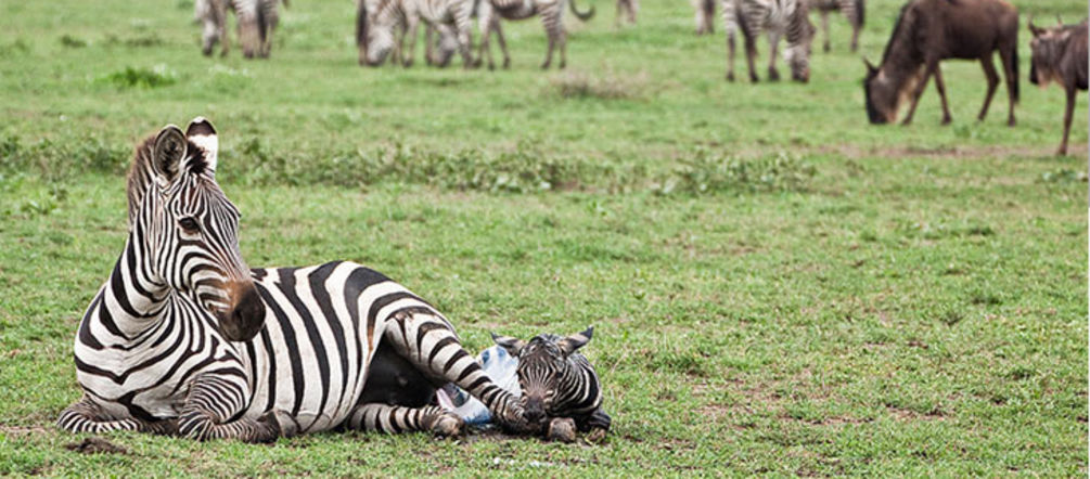 Zebra-Mutter und ihr Fohlen – eine Fernstraße durch die Serengeti würde ihr Leben gefährden (Foto: Xavier Surinyach Mateu) Zebra-Mutter und ihr Fohlen in der Serengeti