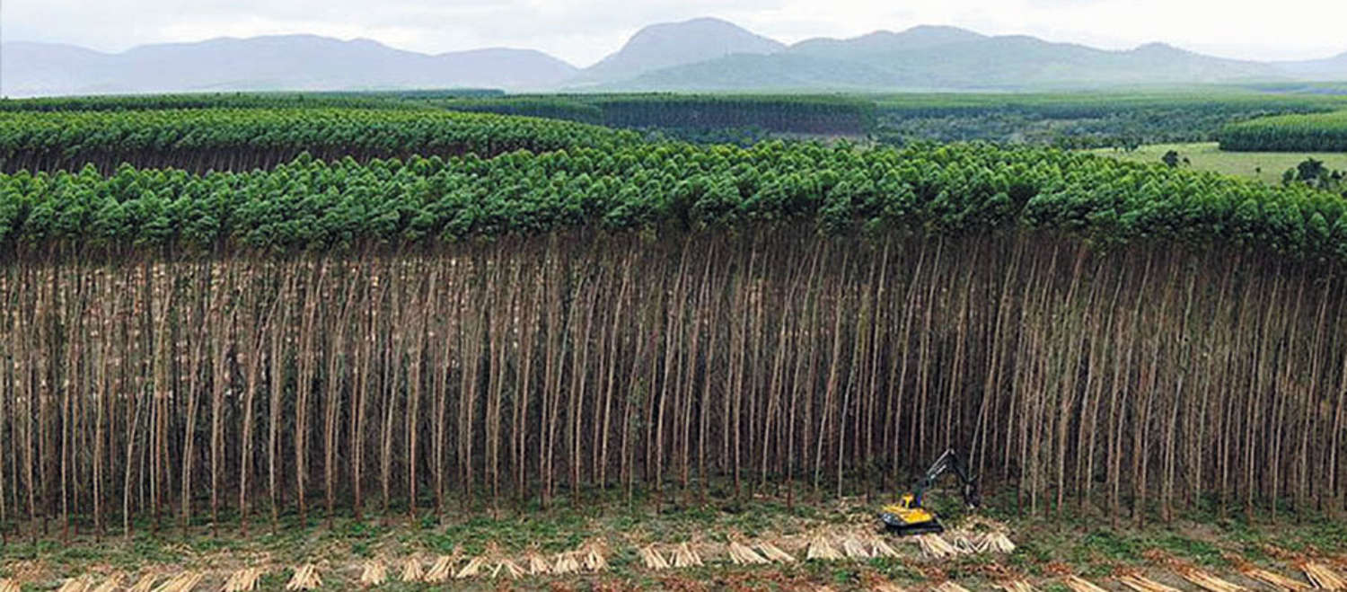 Luftbild einer Eukalyptus-Plantage in Brasilien