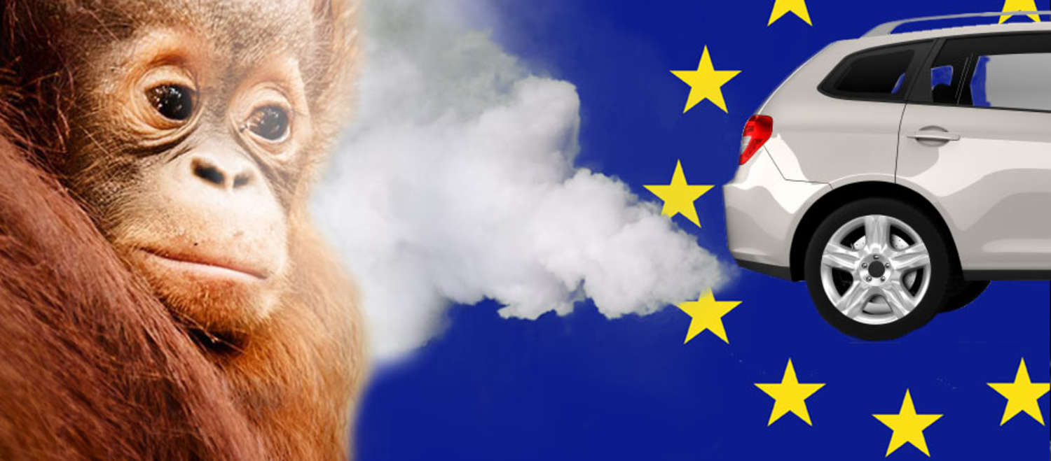 Fotomontage: Aus einem Autoauspuff vor einer EU Flagge strömen Abgase einem Orang-Utan ins Gesicht