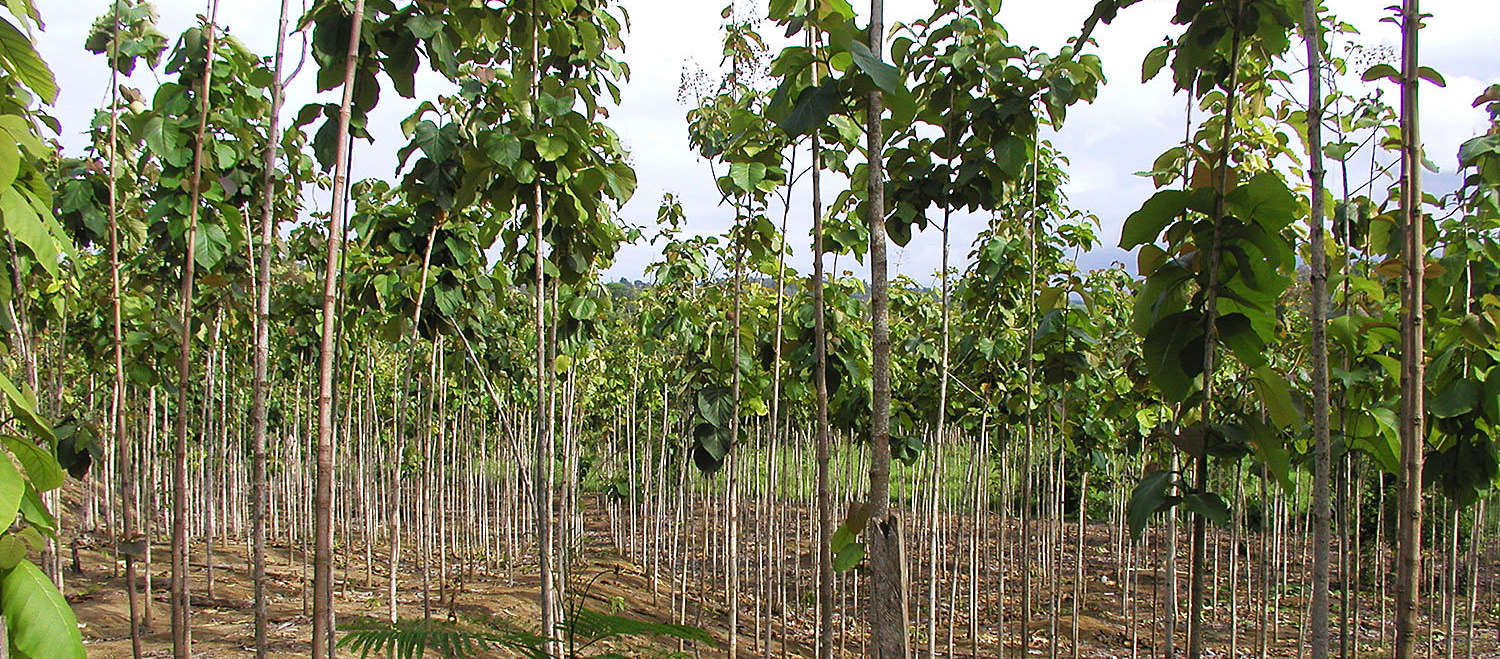 Plantage in Ecuador