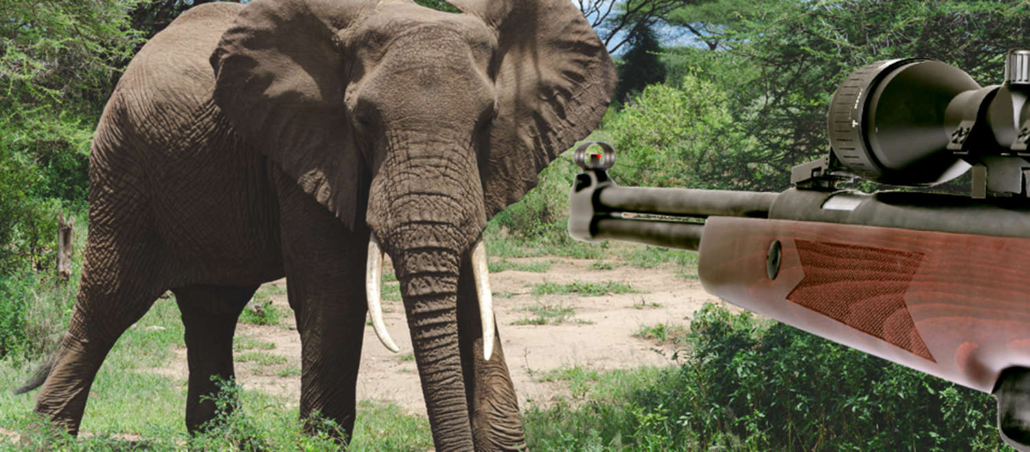 Bildmontage, bei der ein Jagdgewehr auf einen Afrikanischen Elefant zielt.