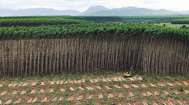 Ödnis der Eukalyptus-Monokulturen (Foto: Veracel Celulose) Luftbild einer Eukalyptus-Plantage in Brasilien