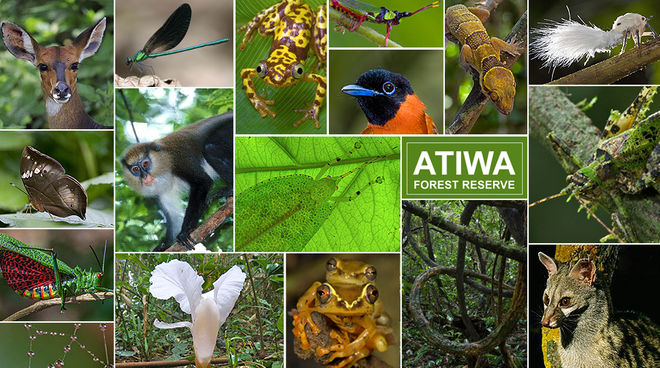 Seltene Primaten, einzigartige Schmetterlinge, Insekten und Amphibien, eine reiche Vogelwelt – Atiwas Artenfülle gehört zu den außergewöhnlichsten in Westafrika. Fotos: Piotr Naskrecki Collage aus Tieren und Pflanzen, die im Atiwa-Wald zu Hause sind
