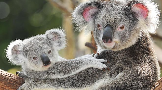 Koalas brauchen zum Überleben intakte Wälder mit verschiedenen Eukalyptusarten Eine Koalamutter mit ihrem Nachwuchs auf einem Baum
