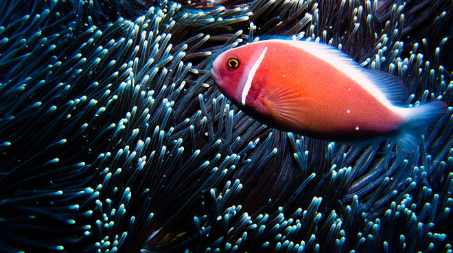 Bunte Fische tummeln sich in Balis Gewässern. Trotzdem will ein Investor die Bucht von Benoa zuschütten. (Foto: flickr/Ilse Reijs and Jan-Noud Hutten (CC BY 2.0) Ein orangefarbener Fisch im Meer vor Bali