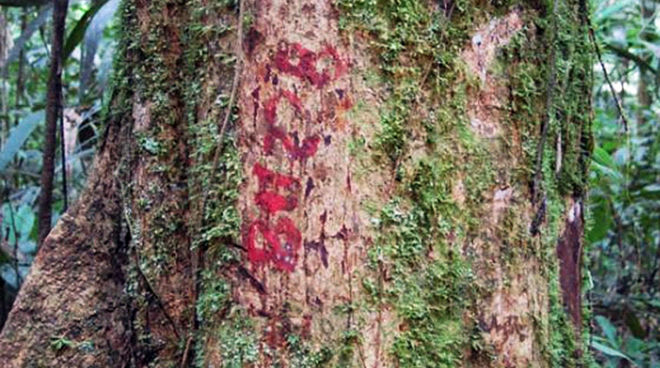 4.000 der Urwaldriesen wurden schon für die Motorsägen markiert Markierter Tropenholzstamm im Regenwald