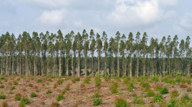 Baum-Plantagen sind ökologisch wertlose, grüne Wüsten Baumplantage in Südafrika