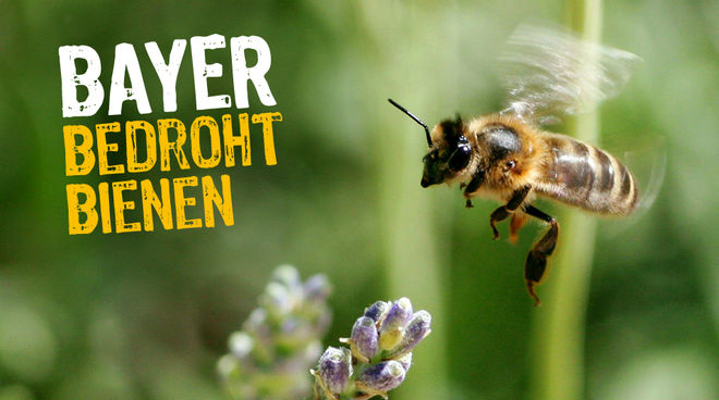 Bienen sind durch Neonikotinoide bedroht (Flickr/phgaillard2001 - Lizenz CC BY-SA 2.0) Eine Biene fliegt zu einer Blüte. Darüber der Schriftzug "Bayer bedroht Bienen"