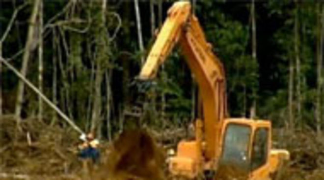 Die Rodungen für Belo Monte sind vorläufig gestoppt.