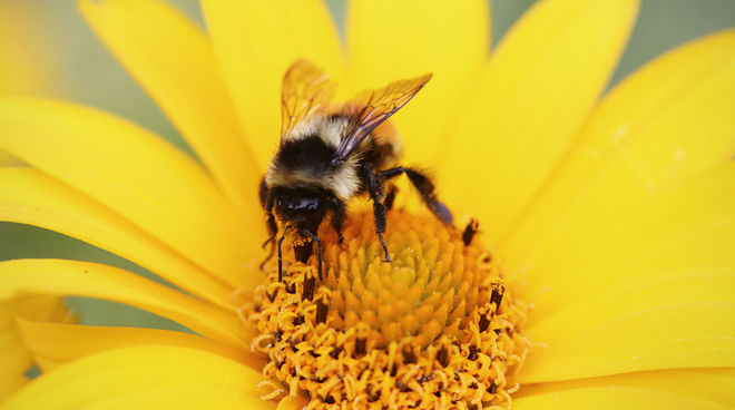 Nicht nur Bienen, auch Hummeln und andere Blüten bestäubende Insekten sind von den Nervengiften stark bedroht Eine Biene sitzt auf einer Blüte.