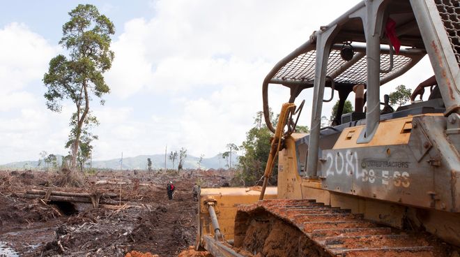 Angriff auf den Wald der Orang-Utans Bulldozer rodet Regenwald