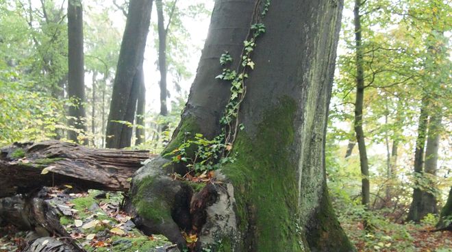 Die Quarzwerke holzen den Wald ab, um an Sand zu kommen Baum im Buschbeller Wald