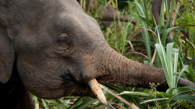 Borneos Zwergelefanten brauchen geschützten Regenwald Zwergelefant frisst Gräser