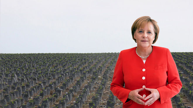 424.000 Tonnen Palmöl im Diesel-Sprit! Collage: Angela Merkel vor Palmöl Plantagen in Indonesien