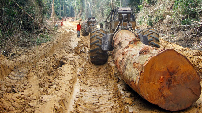 Holzeinschlag im Kongo Ein Baumriese wird aus dem Regenwald gezogen