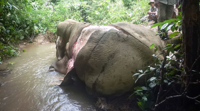 Der Elefant wurde wegen seiner Haut gewildert, die in China als Heilmittel gilt. Gewilderter und gehäuteter Elefant in Myanmar