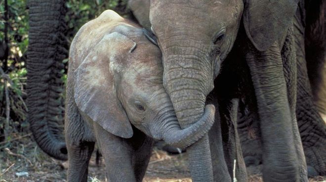 Gibt es neue Hoffnung für Afrikas Elefanten? Elefanten