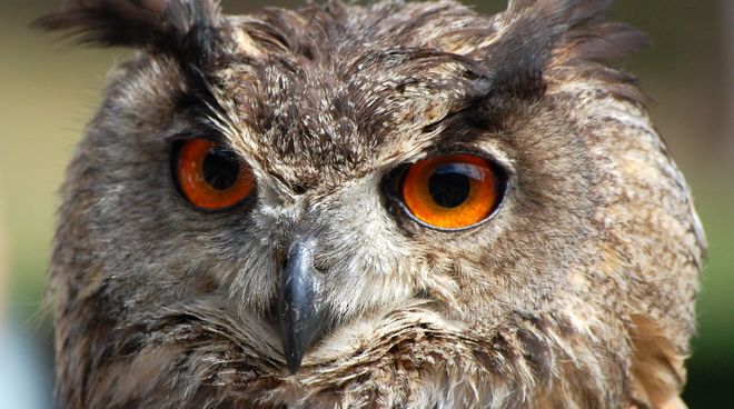 Natruschutz soll geschwächt werden Eule im Kurpfalzpark