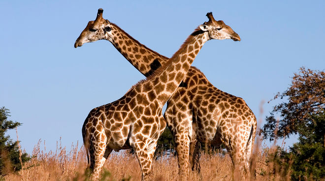 Giraffen Giraffen