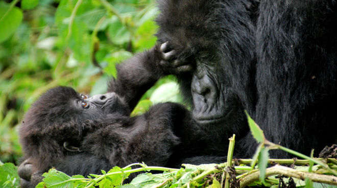Afrikas Berggorillas überleben nur in streng geschützten Regenwäldern Gorilla-Mutter schmust mit Baby