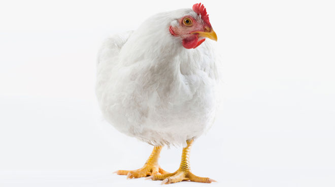 Das Schicksal der Hühner: 47 Tage in Käfigen Huhn Stop Tierfabriken