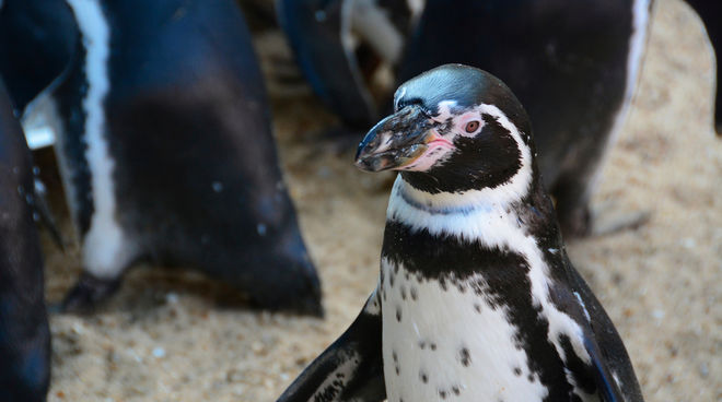 Seltene Vögel: Humboldt-Pinguine leben an der Küste von Chile und Peru Ein Pinguin schaut in die Kamera. Hinter ihm erkennt man die Rücken seiner Artgenossen