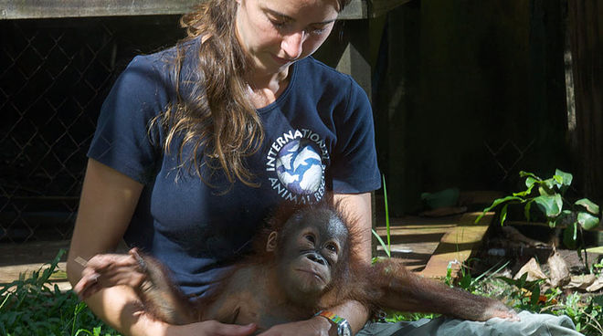 Karmele Llano mit einem geretteten Orang-Utan-Waisen Tierärztin Karmele Llano im hält einen kleinen geretteten Orang-Utan auf dem Schoß